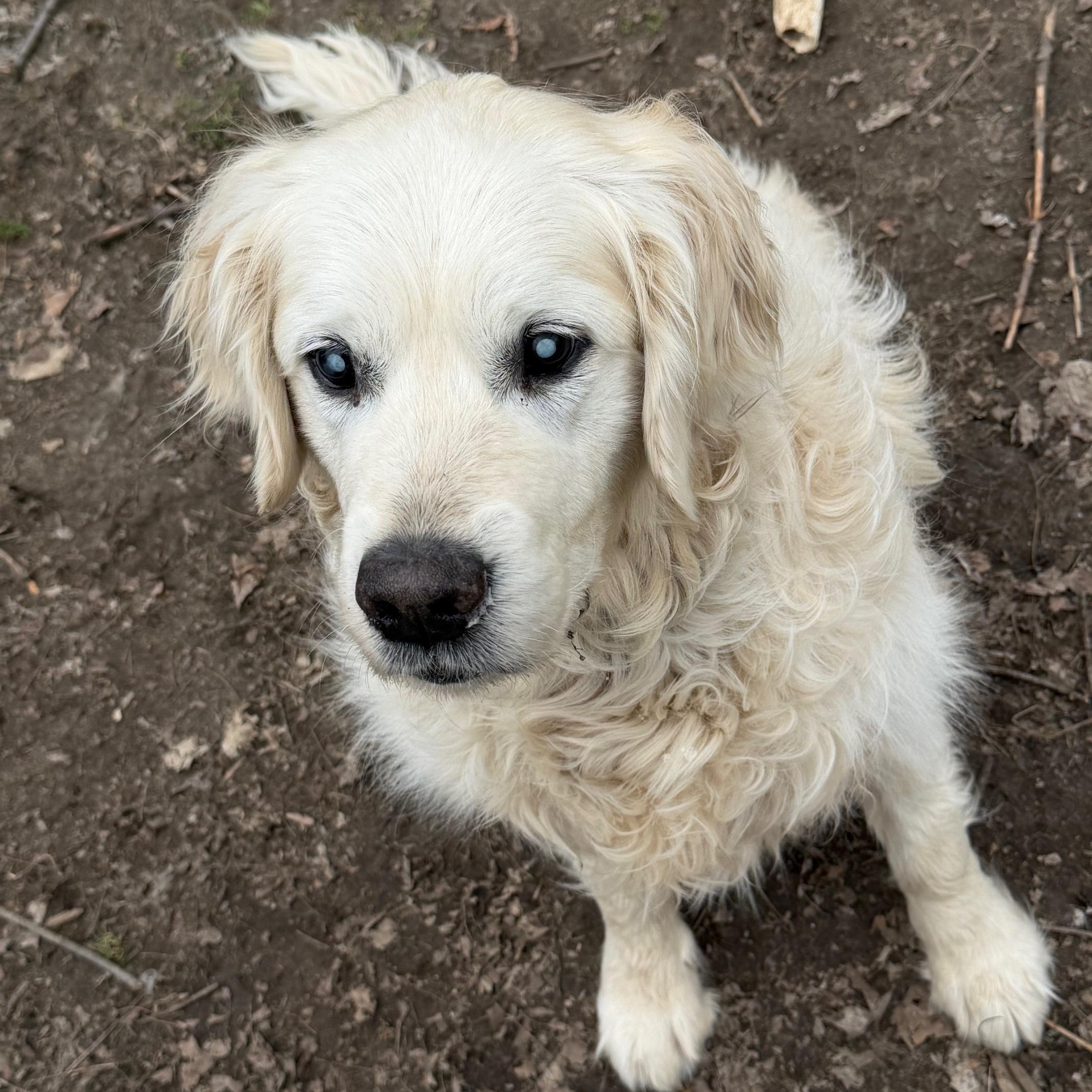 Silas, ADOPTABLE, Adult Male Golden Retriever.