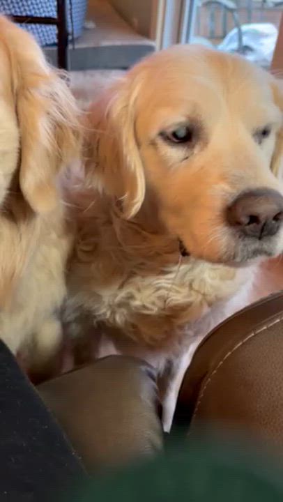 Enlarge Silas, a ADOPTABLE Golden Retriever in Grand Rapids, MI video 3/3