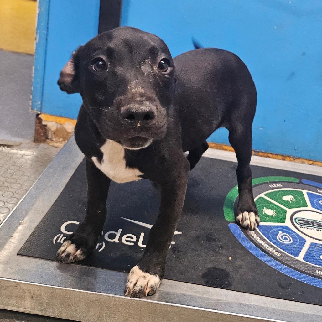 Chyna, Adoptable, Puppy Female Hound.