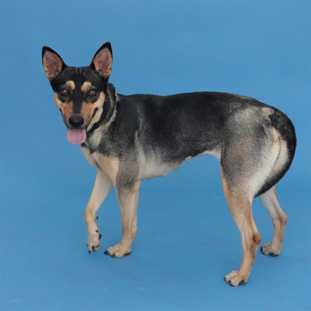 FRIDA, Adoptable, Young Female Doberman Pinscher & Mixed Breed.