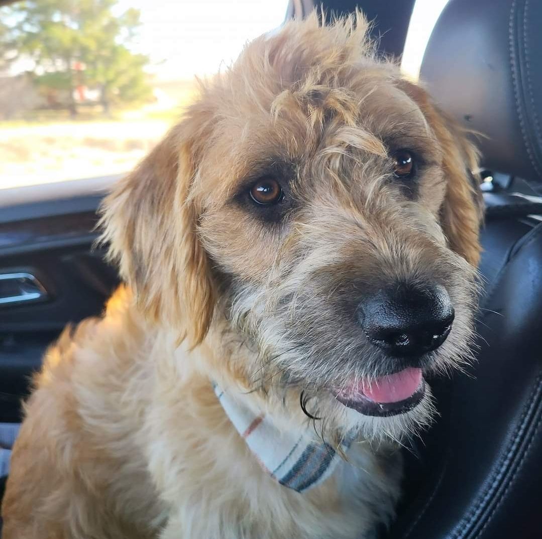 Banjo