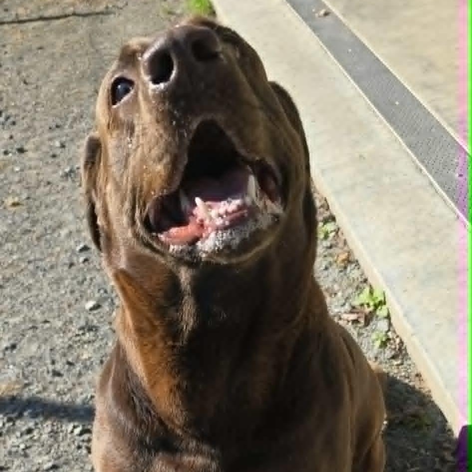 Enlarge Cash, an adopted Labrador Retriever in Orange, VA image 2/2
