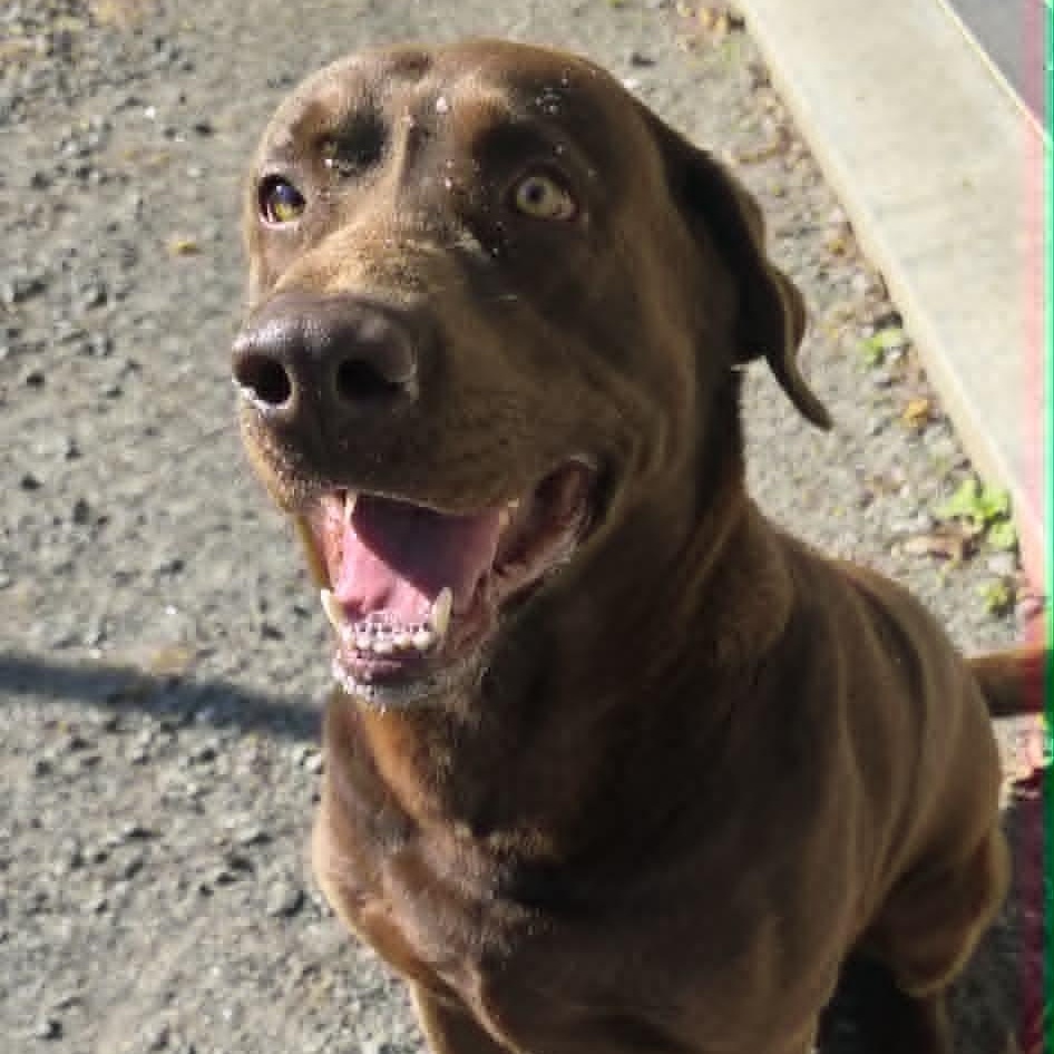 Enlarge Cash, an adopted Labrador Retriever in Orange, VA image 1/2