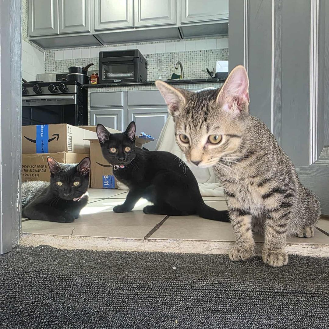Star Lord & Celeste - Bonded Pair photo 3