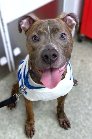 Duke, Adoptable, Adult Male Fox Terrier & Mixed Breed.