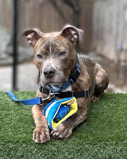 Duke, a Adoptable mixed breed in Washington, DC image 2/3