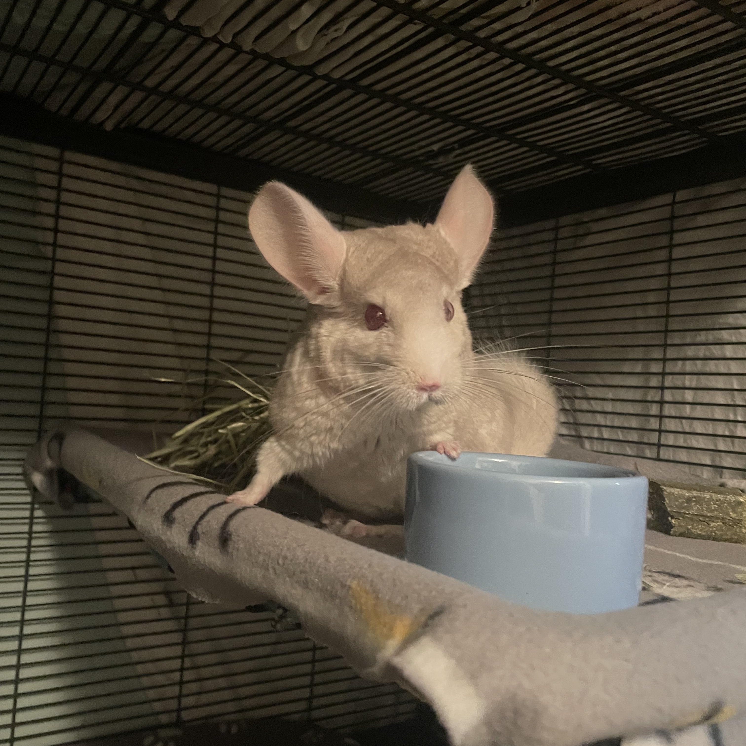 Junebug, Adoptable, Adult Female Chinchilla.