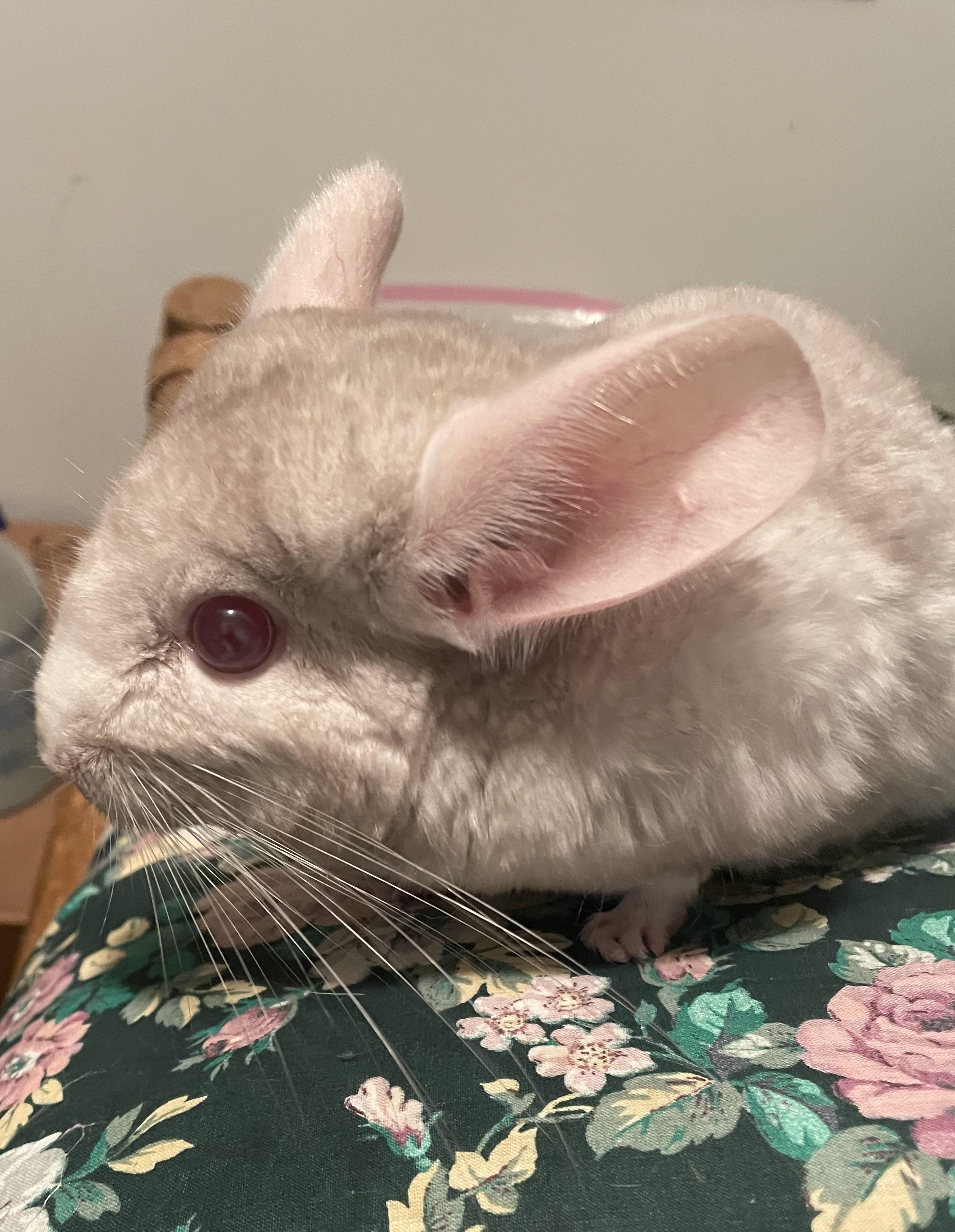 Enlarge Junebug, a Adoptable Chinchilla in Saint Paul, MN image 4/5