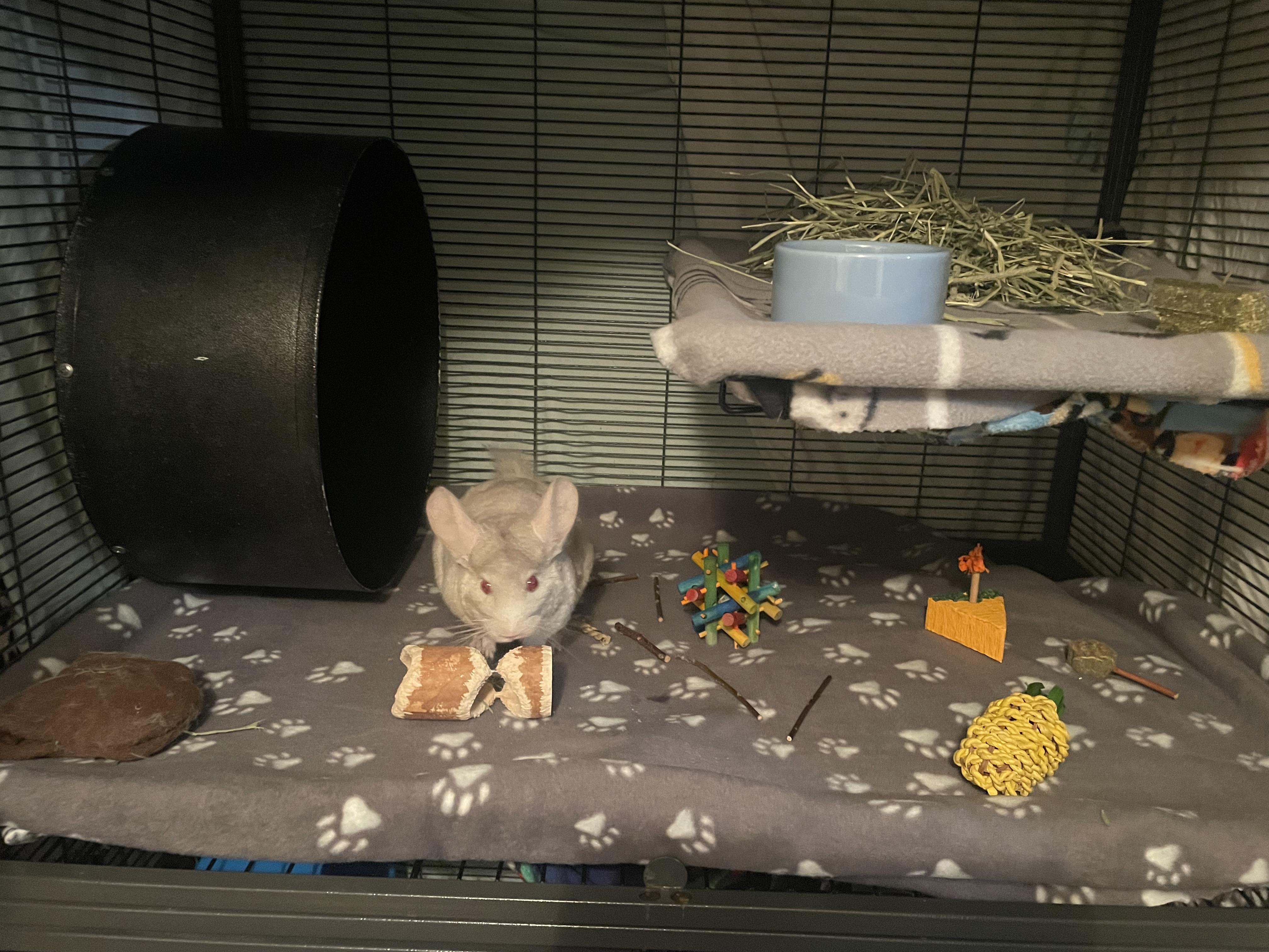 Enlarge Junebug, a Adoptable Chinchilla in Saint Paul, MN image 3/5