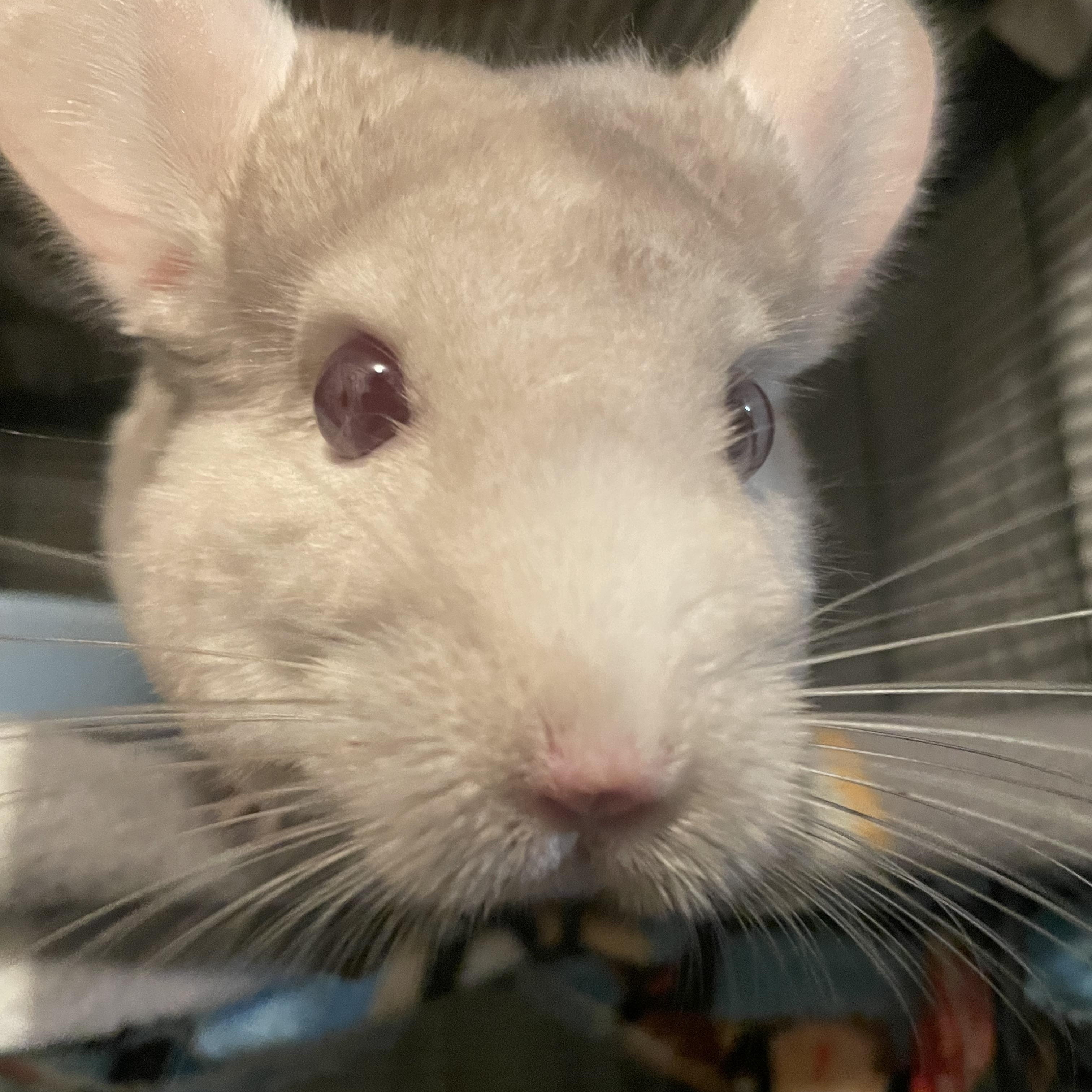 Enlarge Junebug, a Adoptable Chinchilla in Saint Paul, MN image 5/5