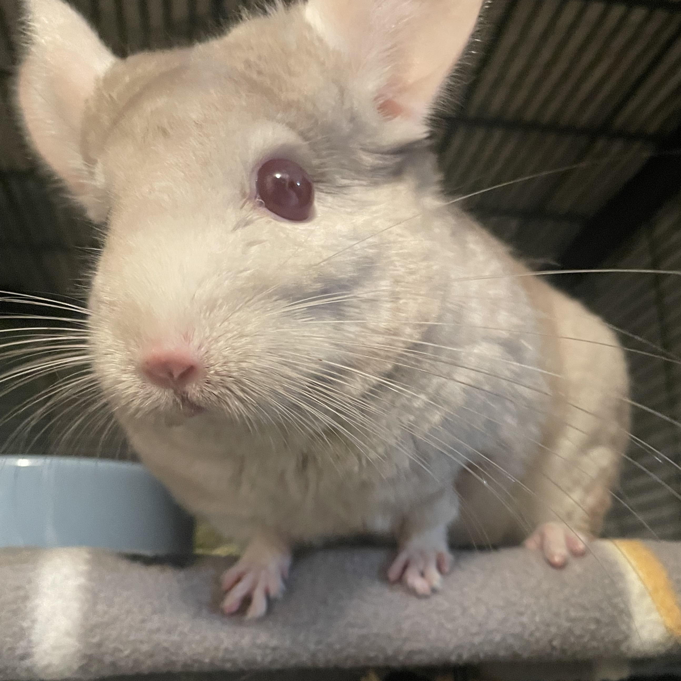 Enlarge Junebug, a Adoptable Chinchilla in Saint Paul, MN image 2/5