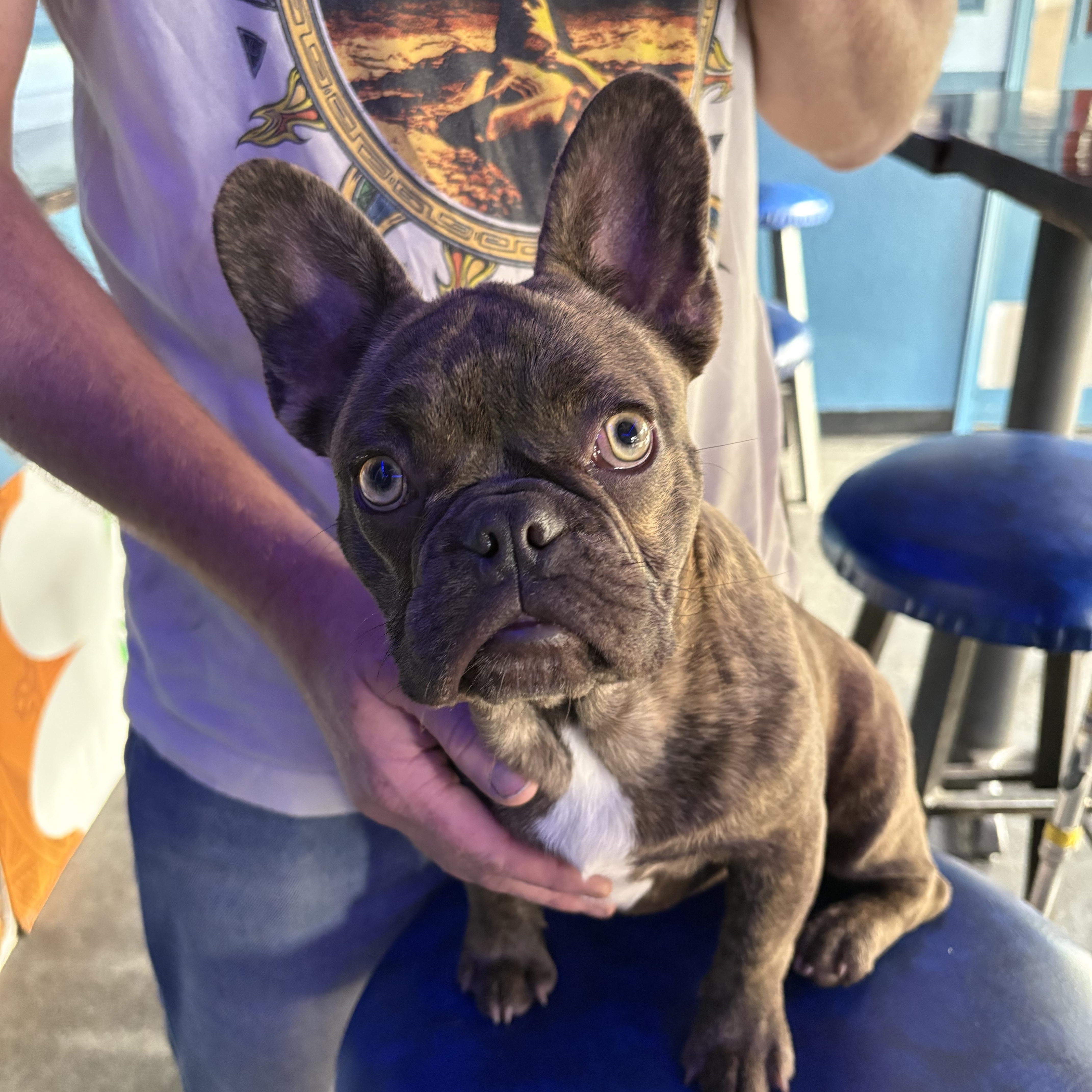 Larry, adopted, Young Male French Bulldog.