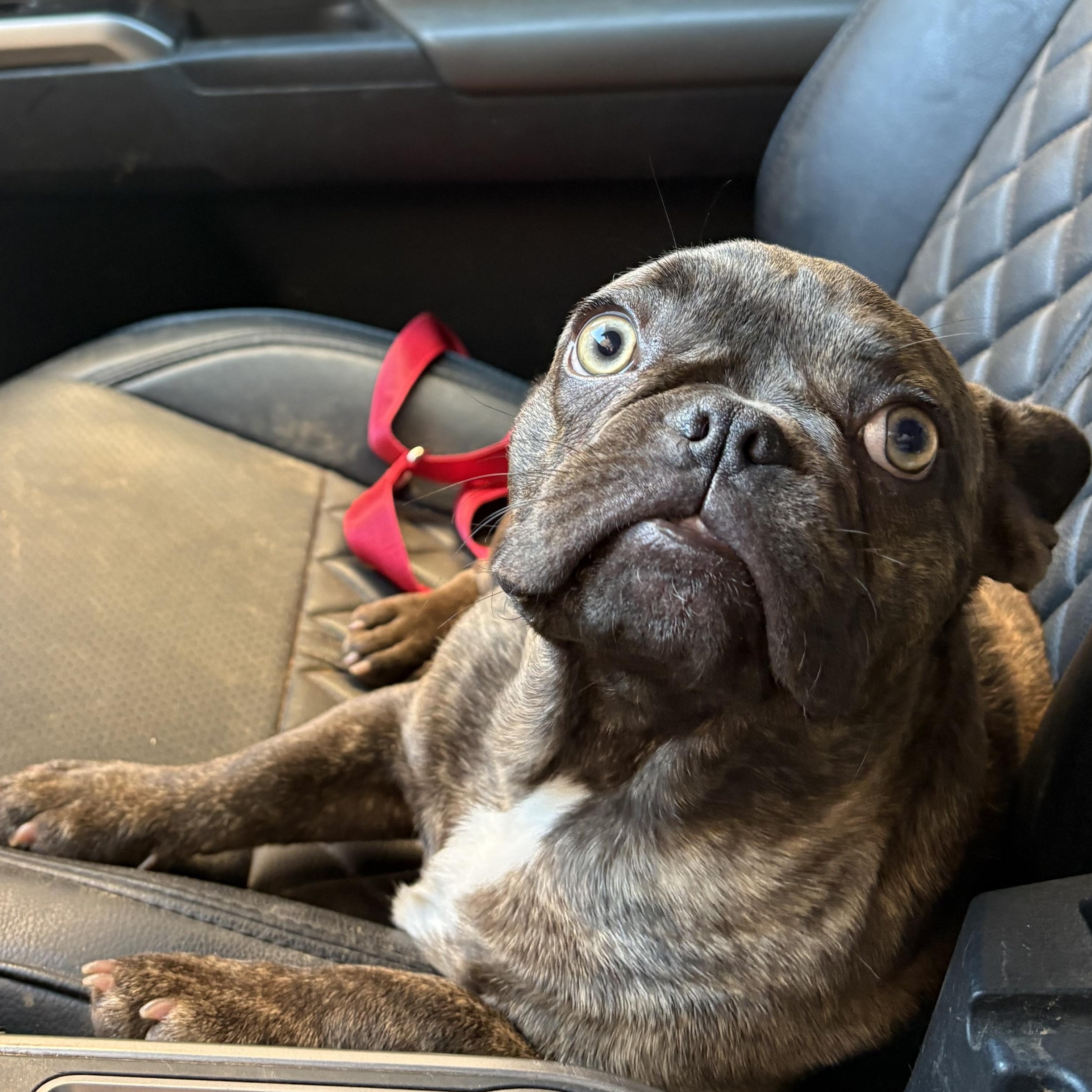 Enlarge Larry, an adopted French Bulldog in Oakland, CA image 4/5