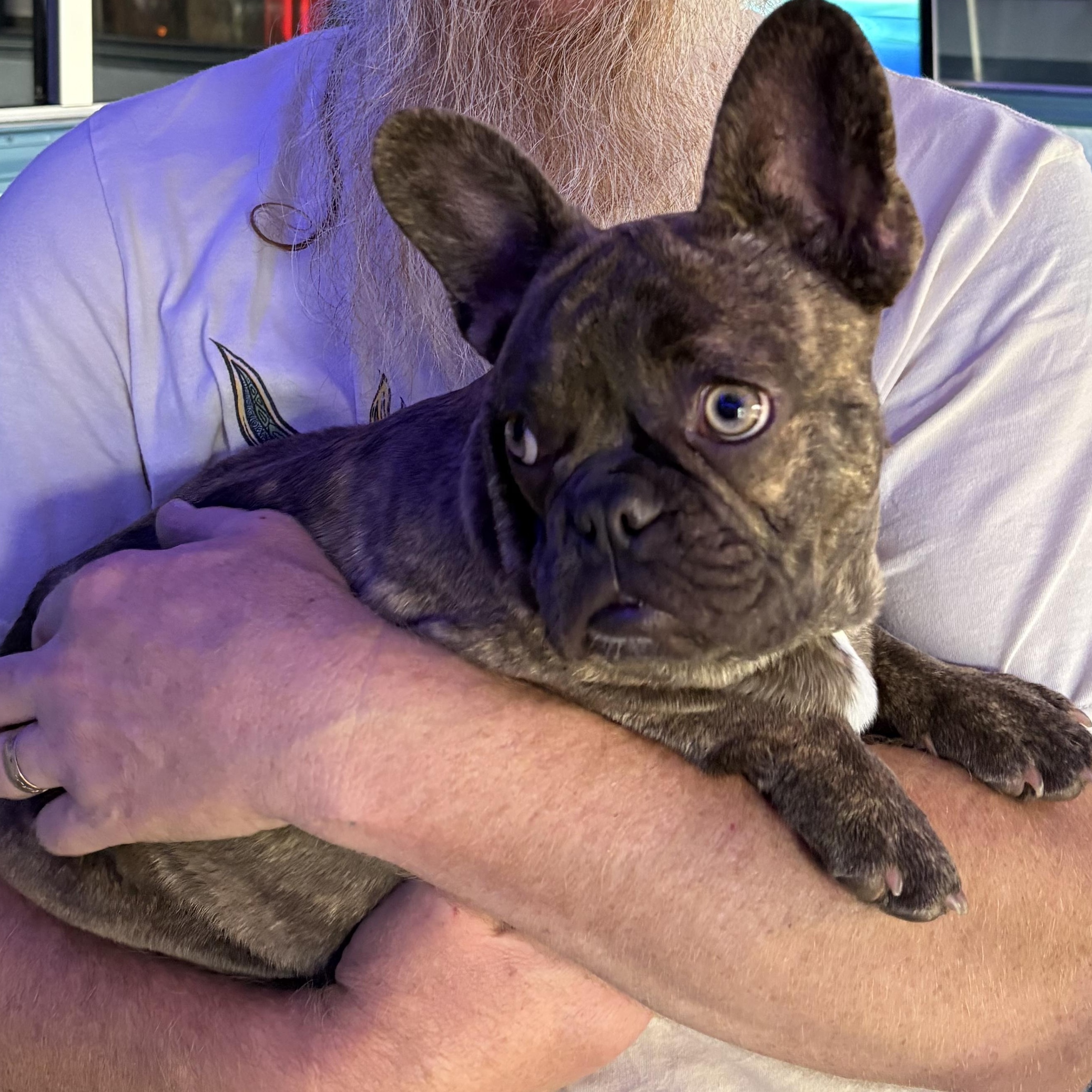 Enlarge Larry, an adopted French Bulldog in Oakland, CA image 3/5