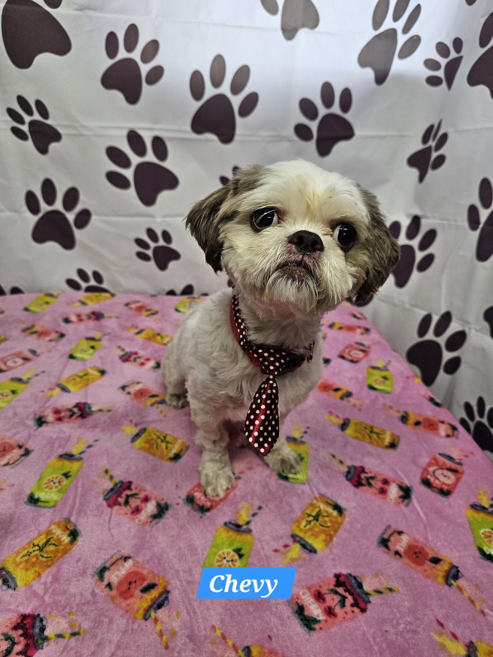 Enlarge Chevy, a Adopted Shih Tzu in Metairie, LA image 1/1