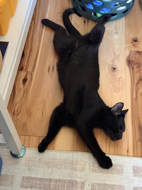 Enlarge River 1, a ADOPTABLE Domestic Short Hair in Plainville, MA image 3/3