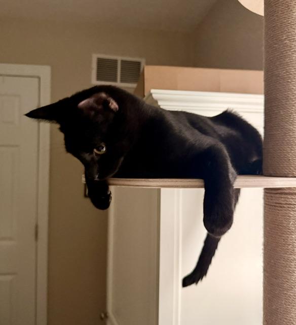 Enlarge River 1, a ADOPTABLE Domestic Short Hair in Plainville, MA image 2/3