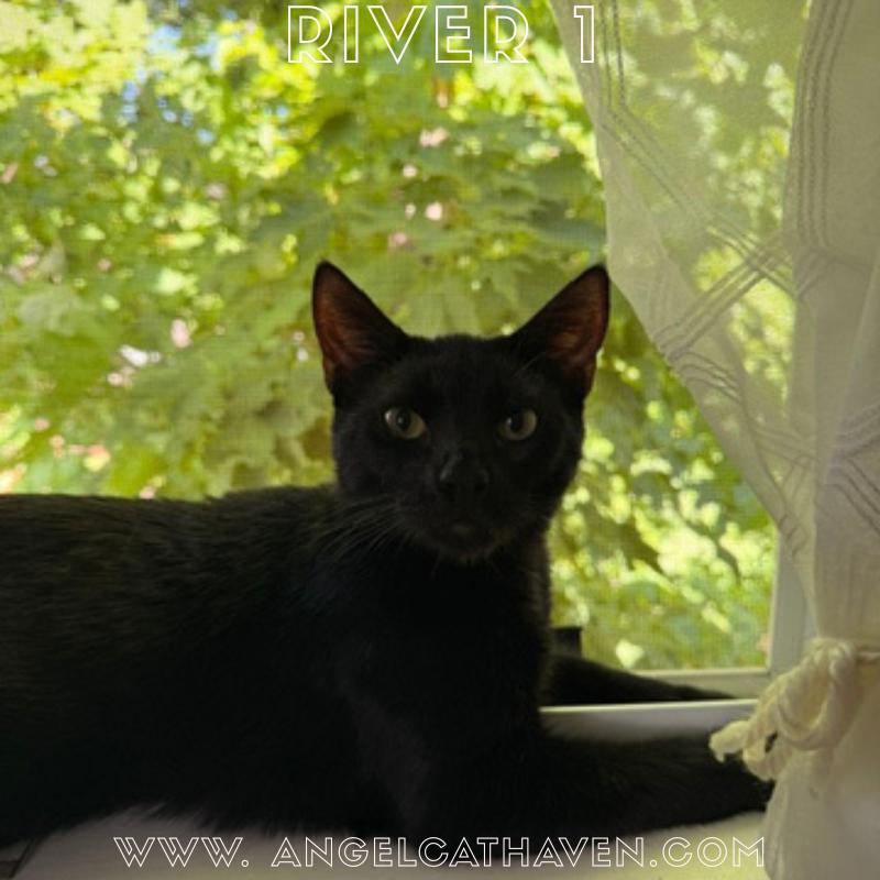 River 1, ADOPTABLE, Kitten Male Domestic Short Hair.