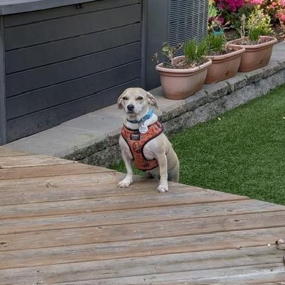 Enlarge Coco, a ADOPTABLE mixed breed in Nanaimo, BC image 3/6