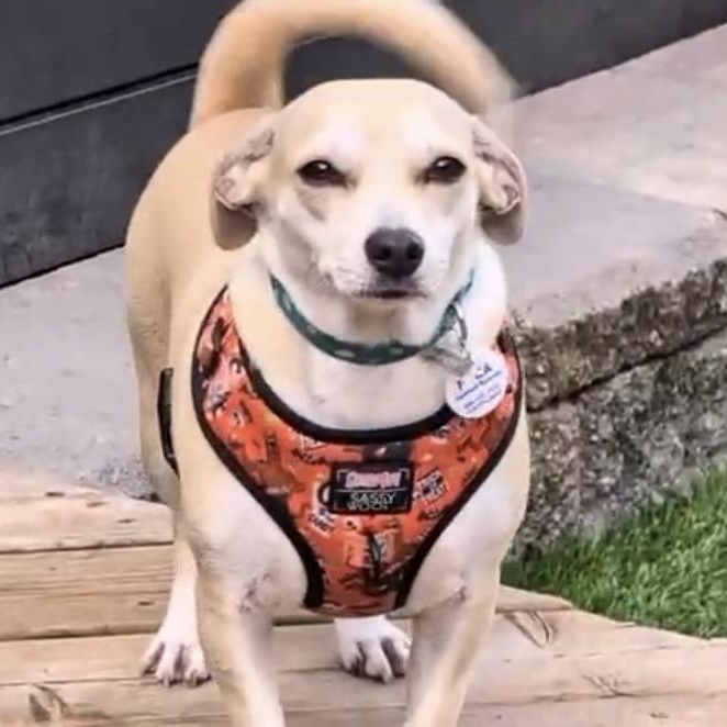 Enlarge Coco, a ADOPTABLE mixed breed in Nanaimo, BC image 5/6