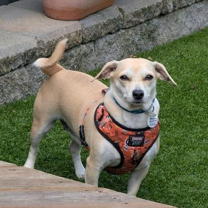 Enlarge Coco, a ADOPTABLE mixed breed in Nanaimo, BC image 2/6