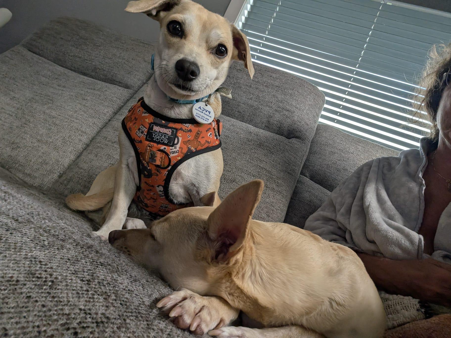 Coco, ADOPTABLE, Young Female Chihuahua & Pug.