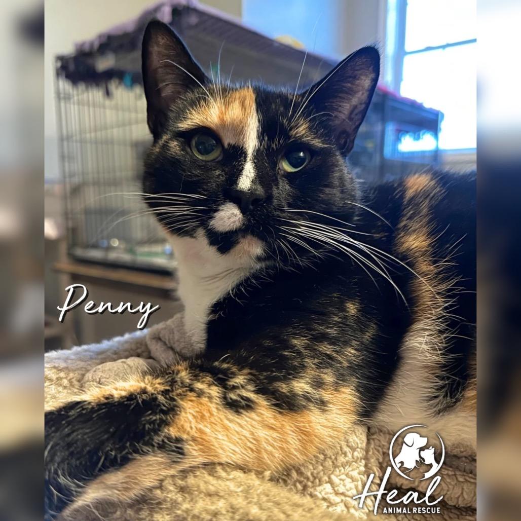 Penny, Adoptable, Adult Female Domestic Short Hair.