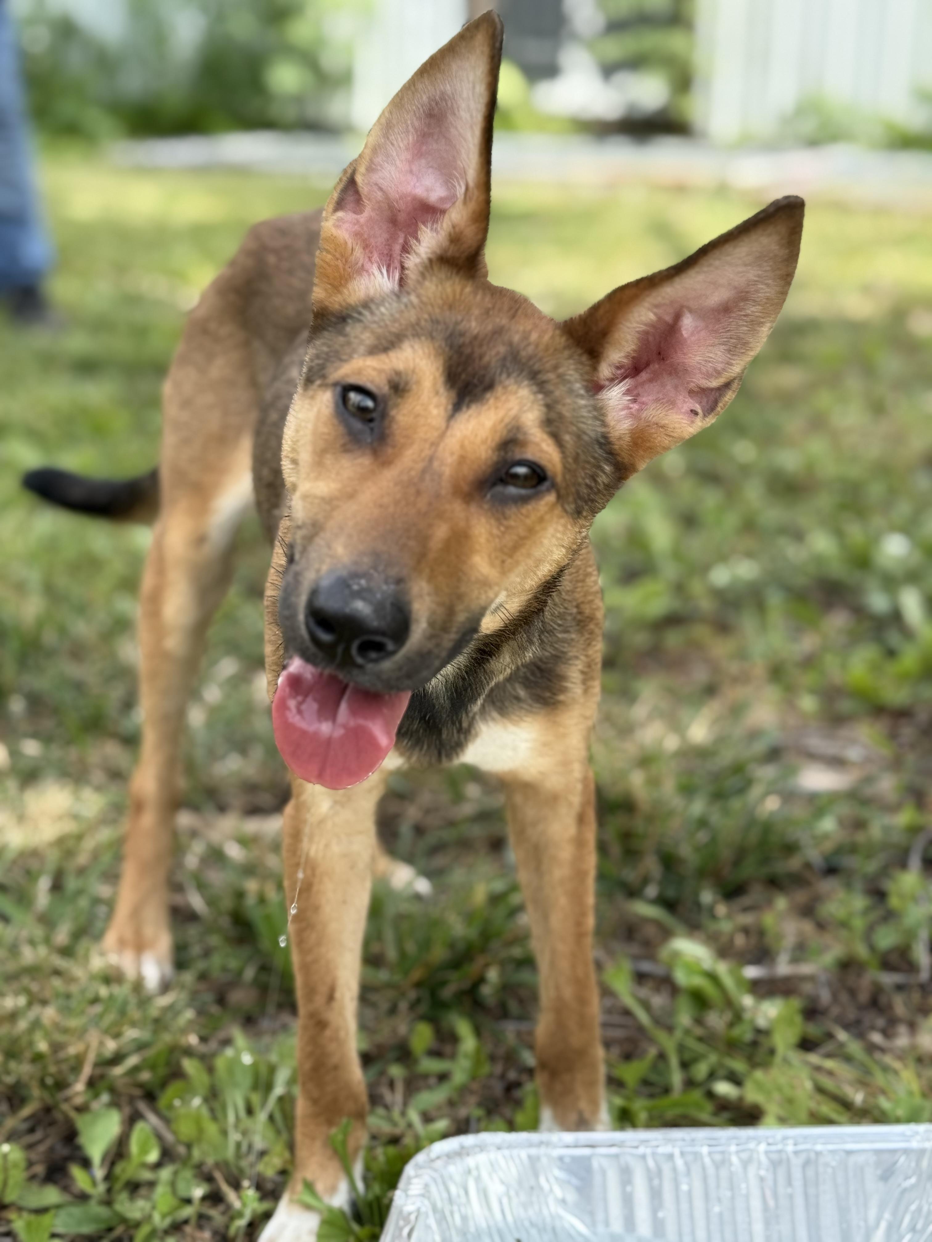 Enlarge Lulu*, a Adoptable Terrier in Blue Springs, MO image 1/1