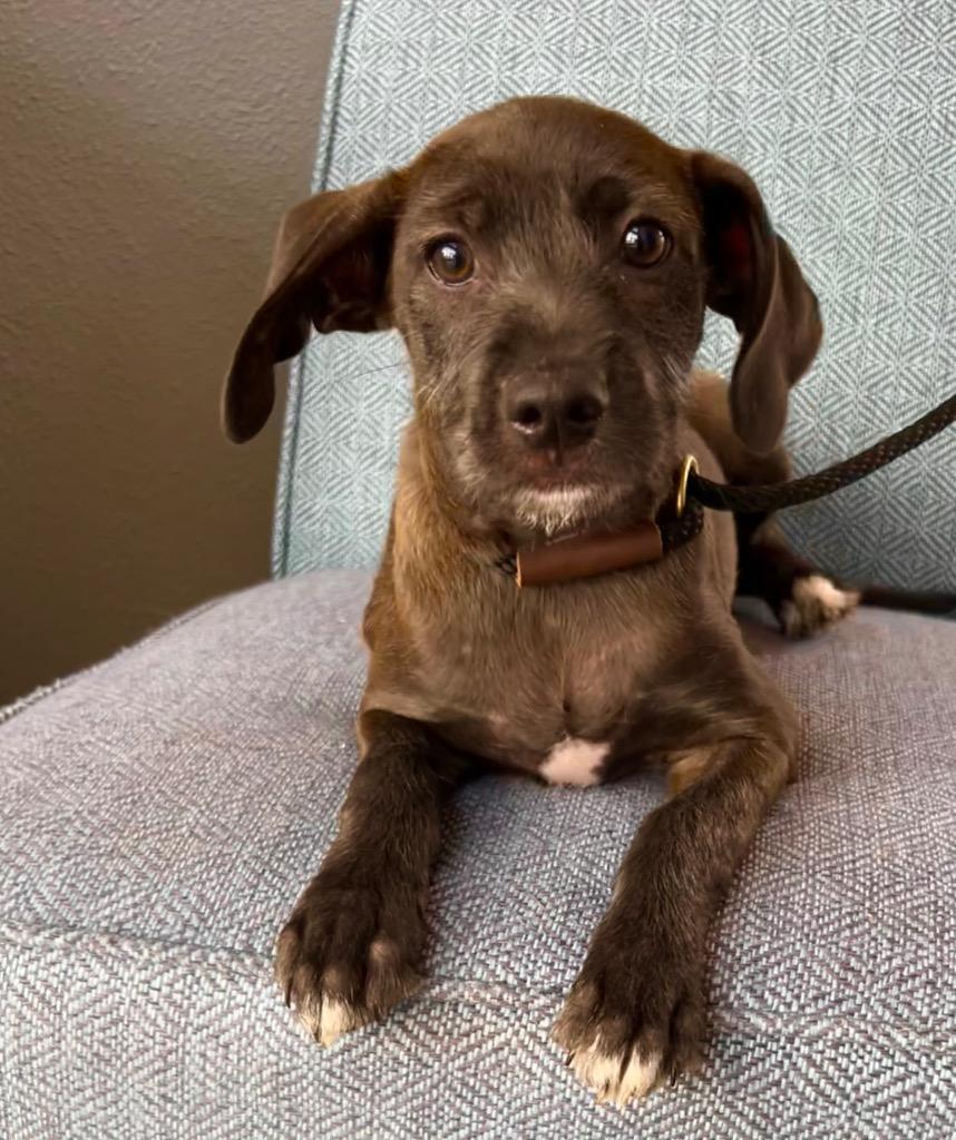 Oliver, a Adoptable mixed breed in Cottonwood, AZ image 1/2