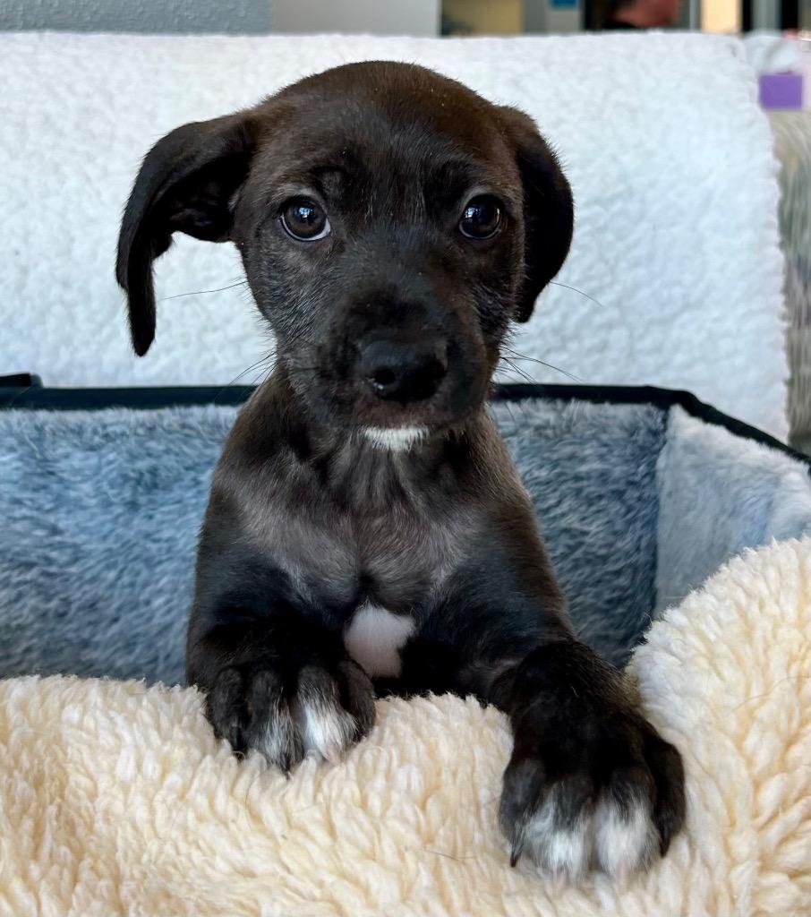 Enlarge Oliver, a Adoptable mixed breed in Cottonwood, AZ image 1/1