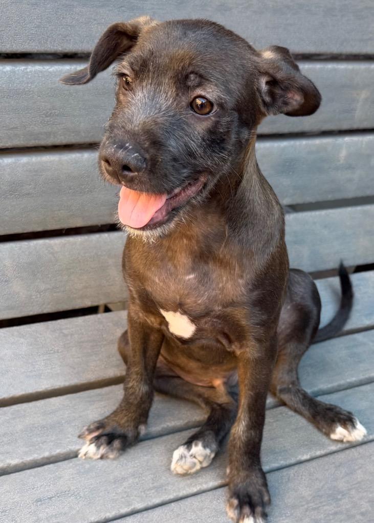 Oliver, a Adoptable mixed breed in Cottonwood, AZ image 2/2