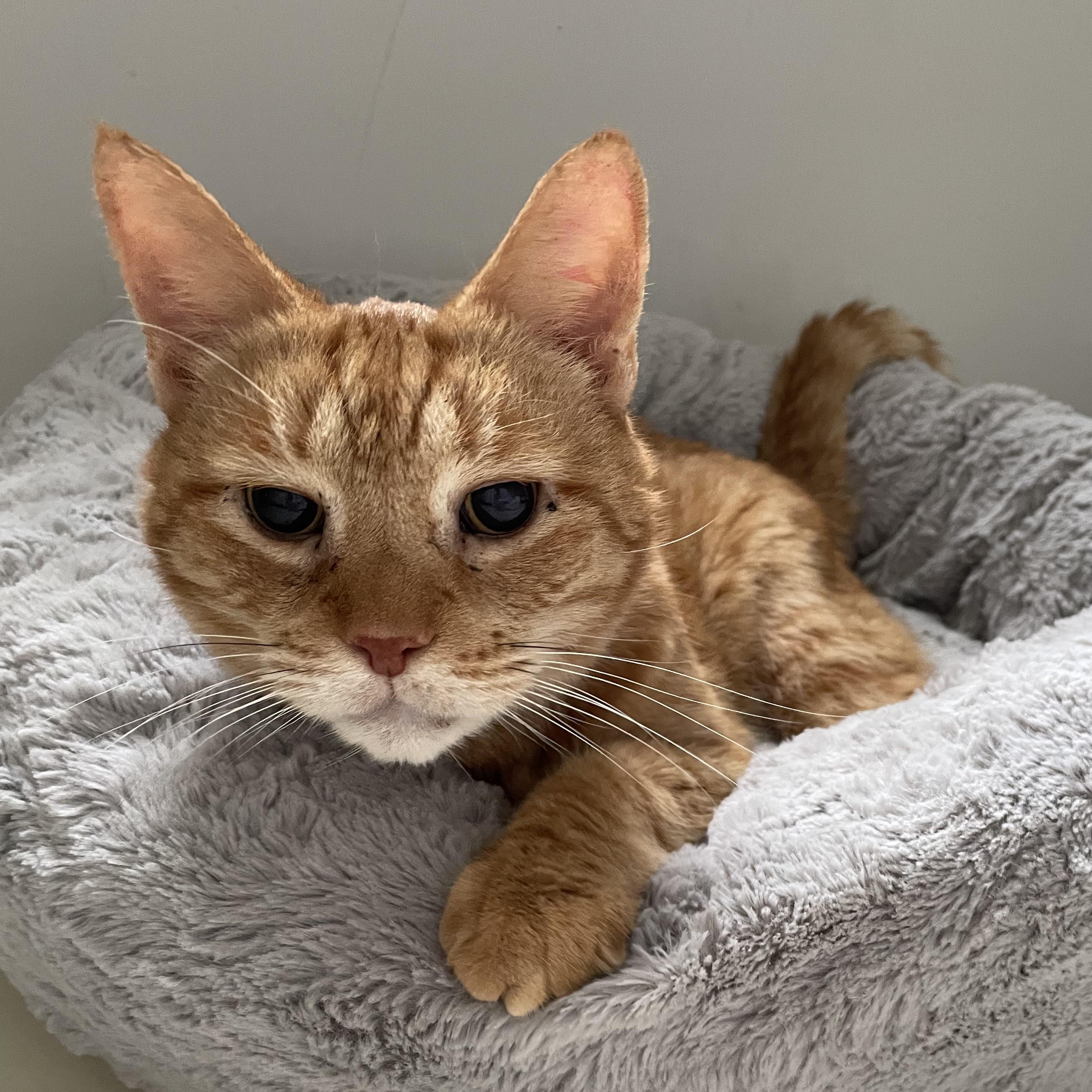 Enlarge Mortimer Toast, a ADOPTABLE mixed breed in Scranton, PA image 3/3