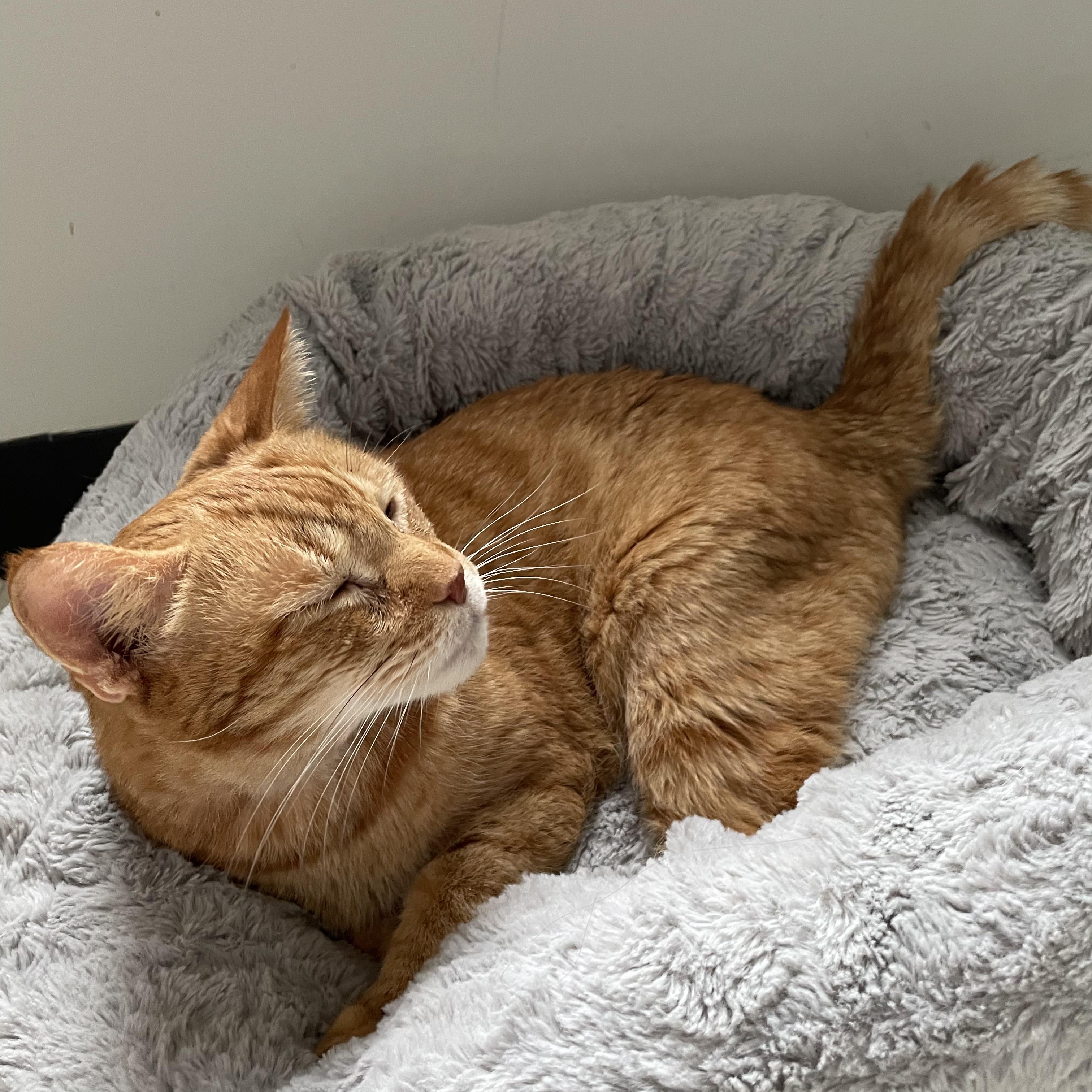 Enlarge Mortimer Toast, a ADOPTABLE mixed breed in Scranton, PA image 2/3