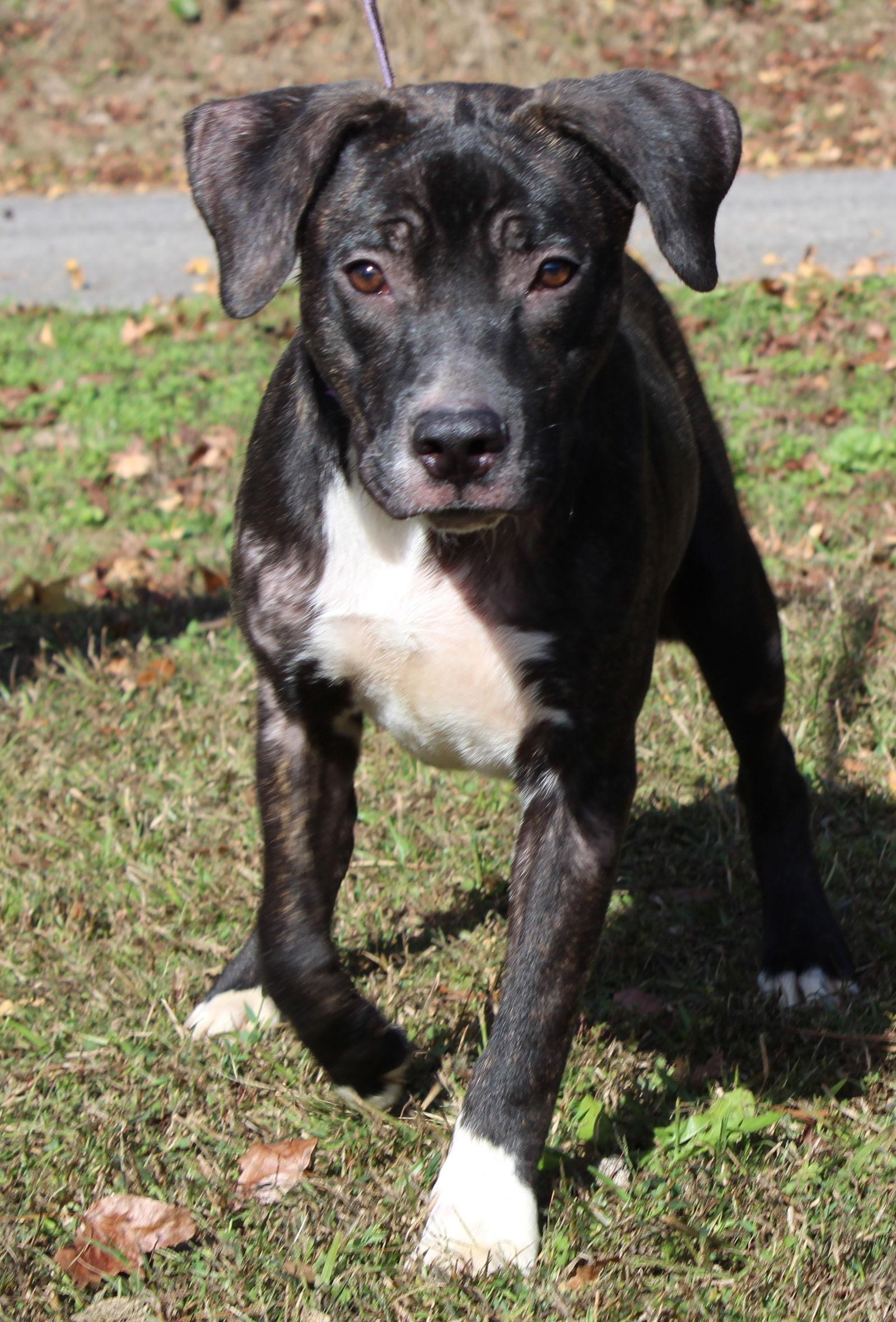Billy 42560, Adoptable, Young Male Terrier & Mountain Cur.