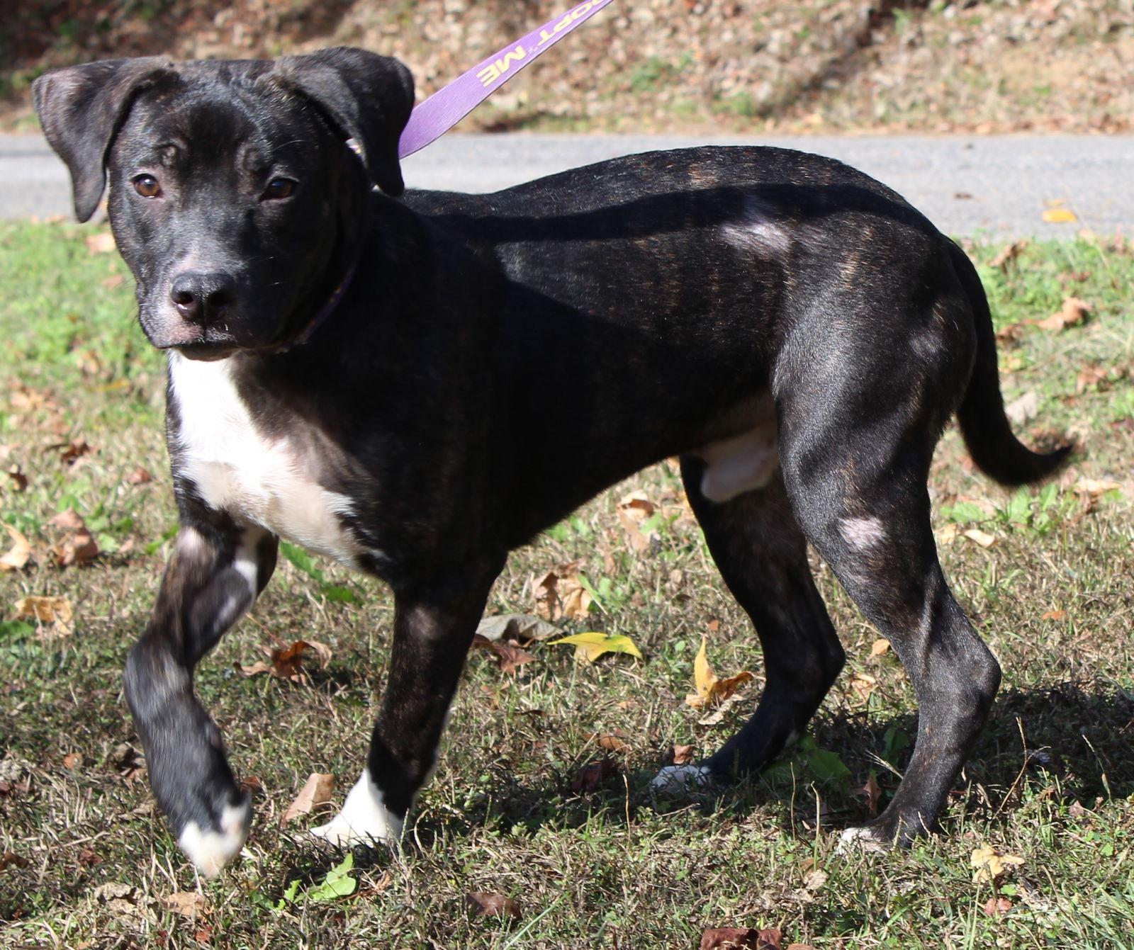 Enlarge Billy 42560, a Adoptable mixed breed in Prattville, AL image 2/3