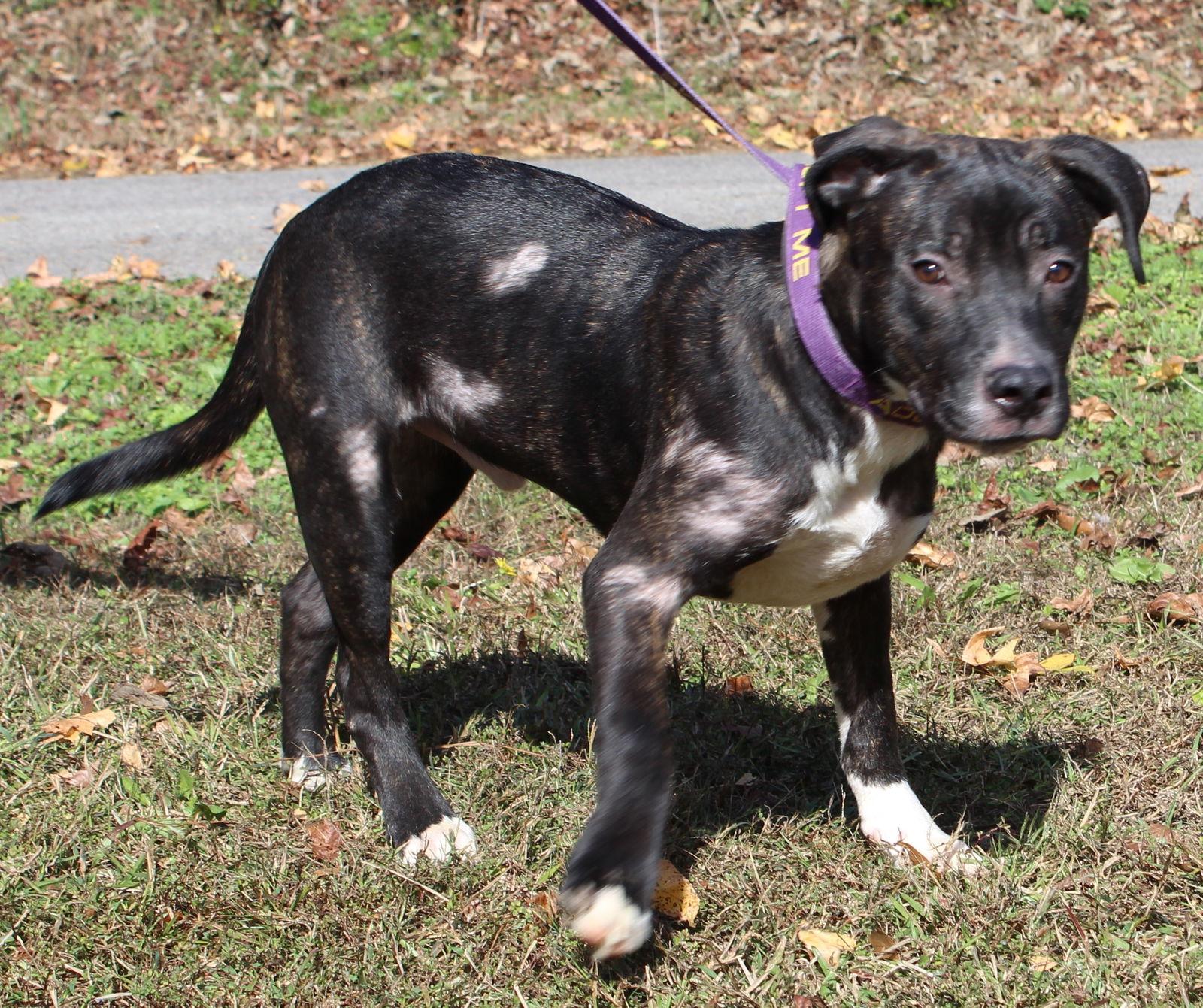Enlarge Billy 42560, a Adoptable mixed breed in Prattville, AL image 3/3