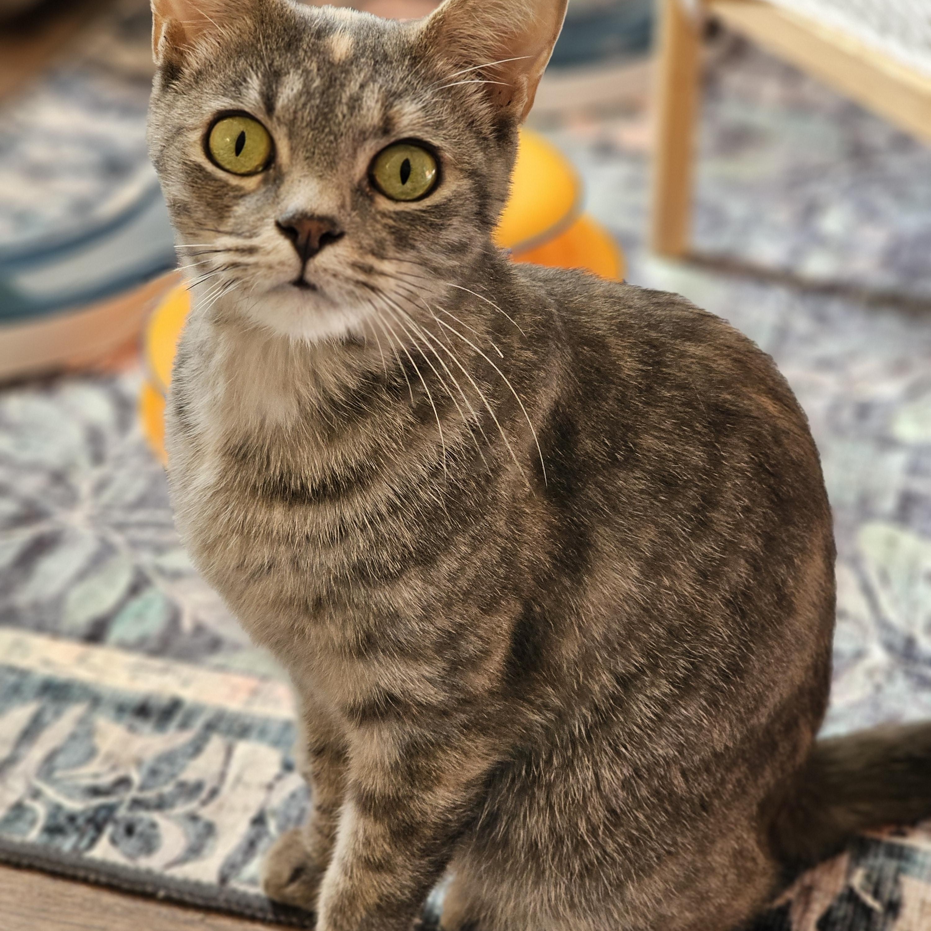 Maisie, a Adoptable Domestic Short Hair in Toledo, OH image 3/5