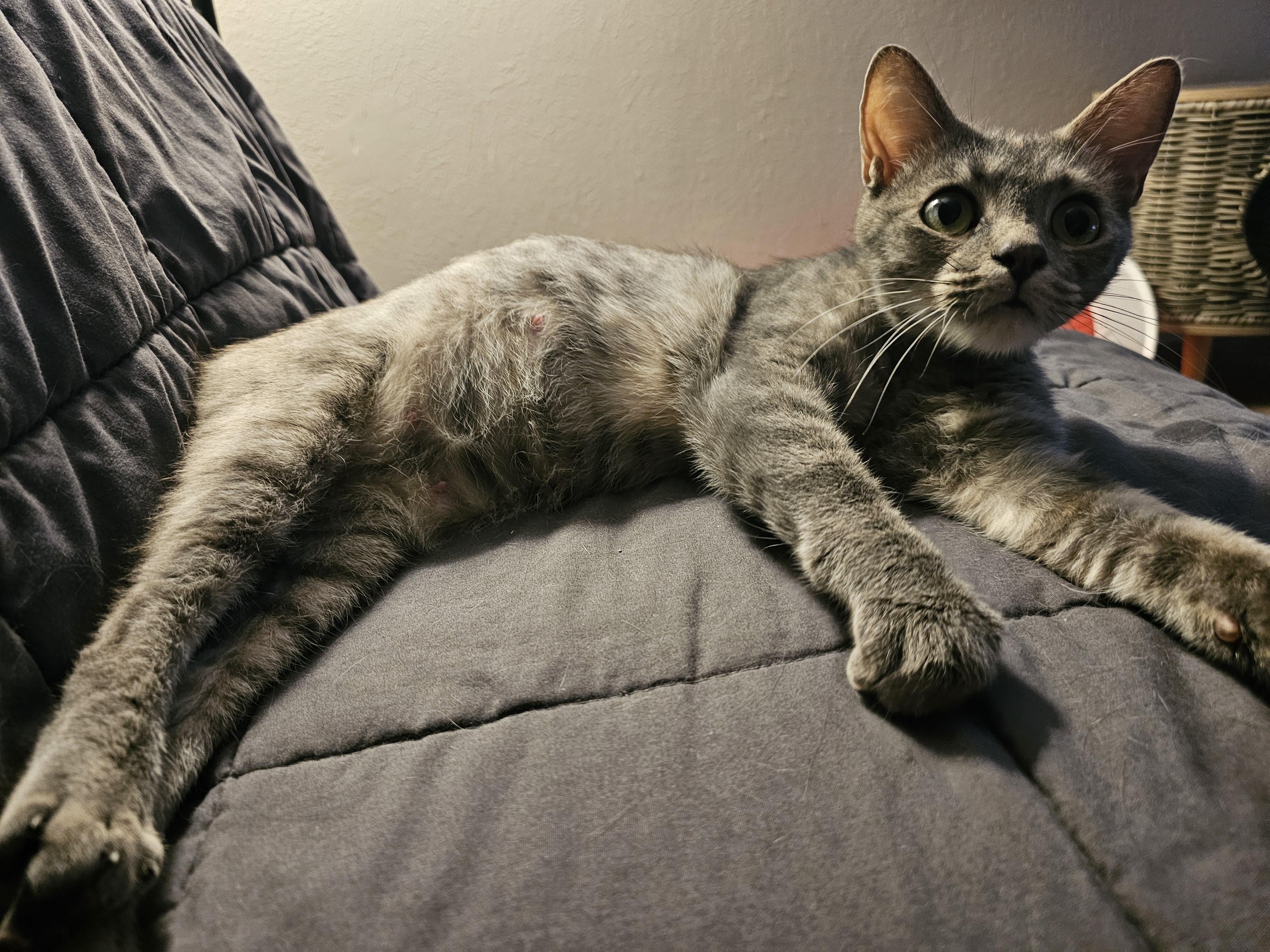 Maisie, a Adoptable Domestic Short Hair in Toledo, OH image 4/5