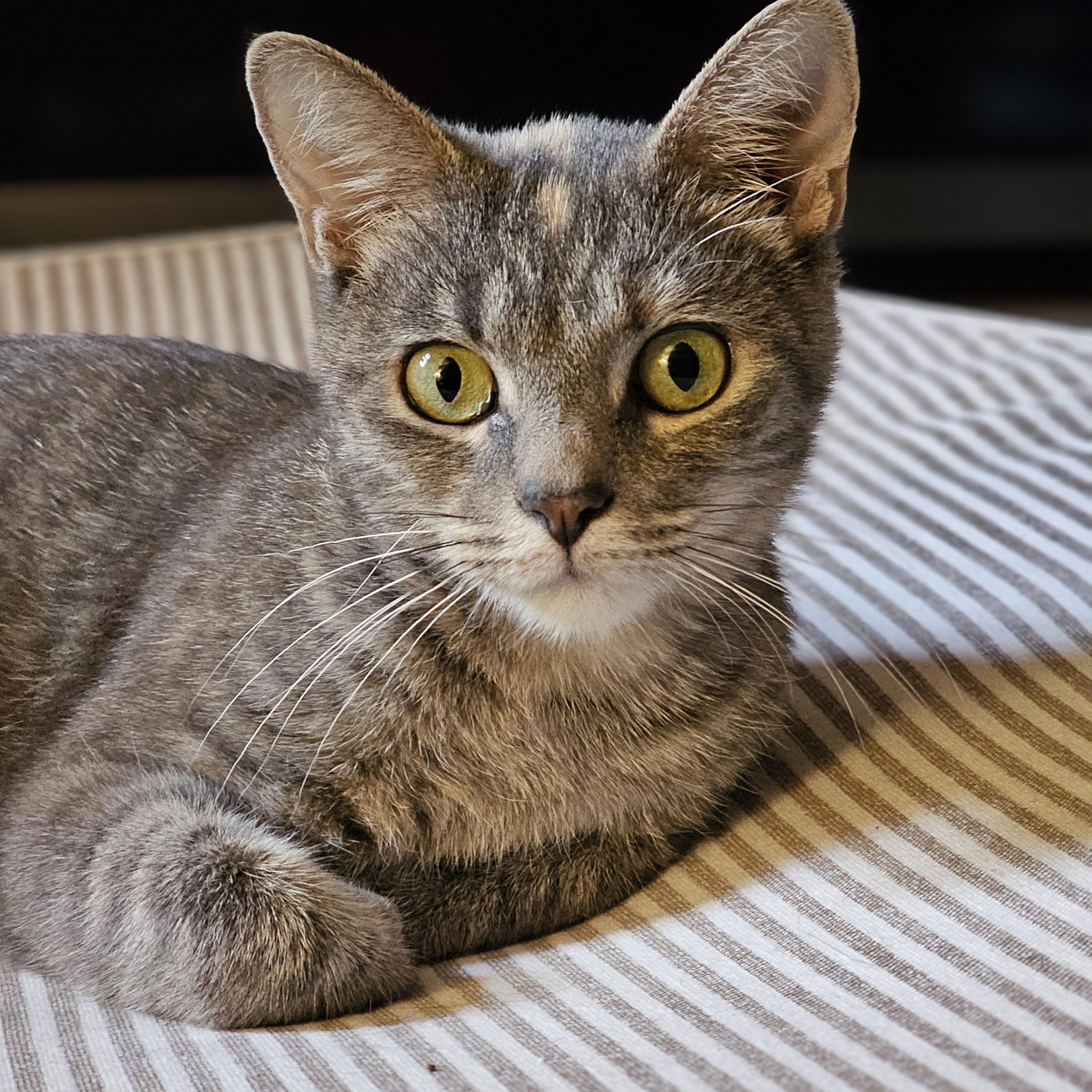 Maisie, a Adoptable Domestic Short Hair in Toledo, OH image 2/5