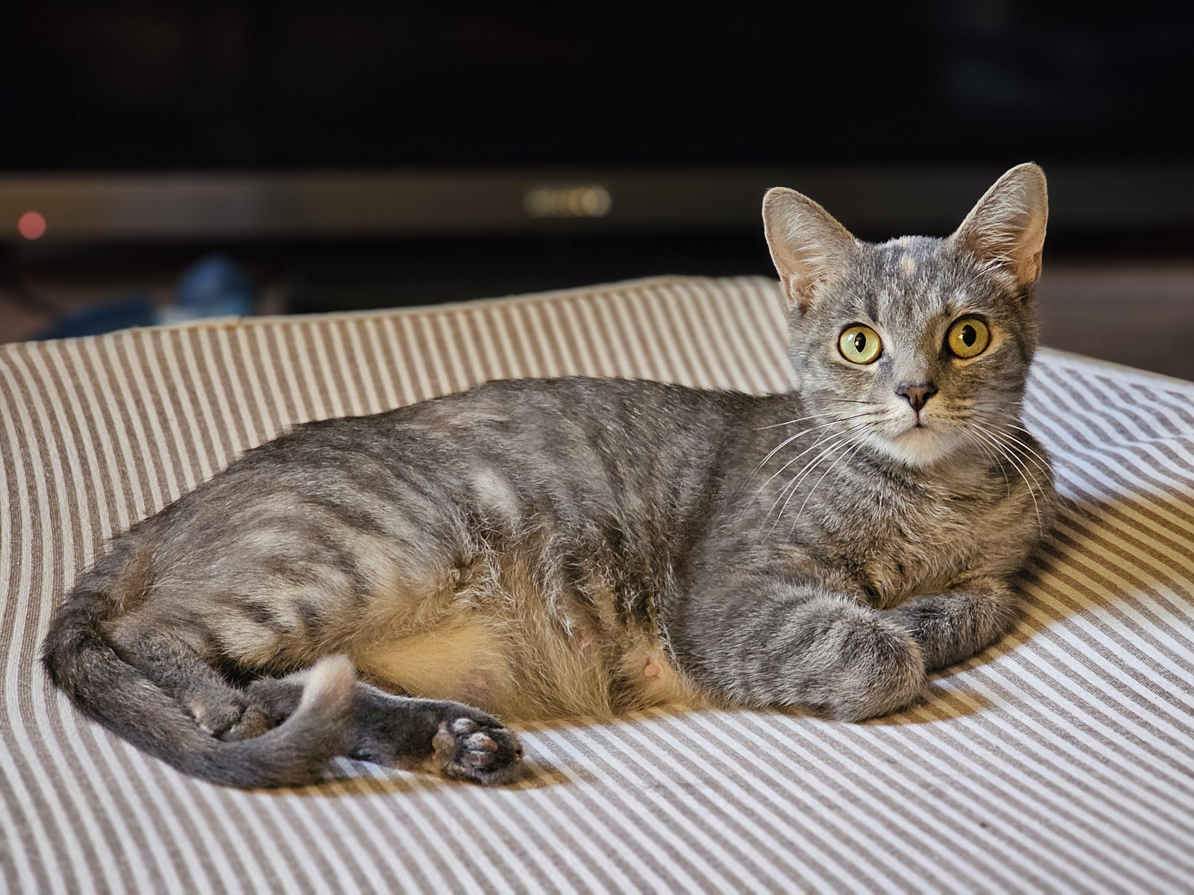 Maisie, a Adoptable Domestic Short Hair in Toledo, OH image 5/5