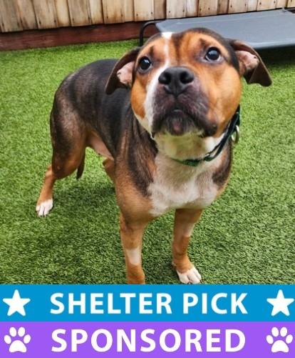 Splinter, Adoptable, Adult Male Pit Bull Terrier & Mixed Breed.