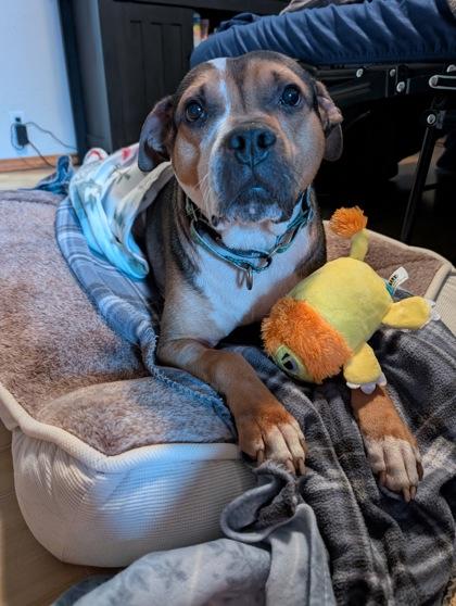 Splinter, Adoptable, Adult Male Pit Bull Terrier & Mixed Breed.