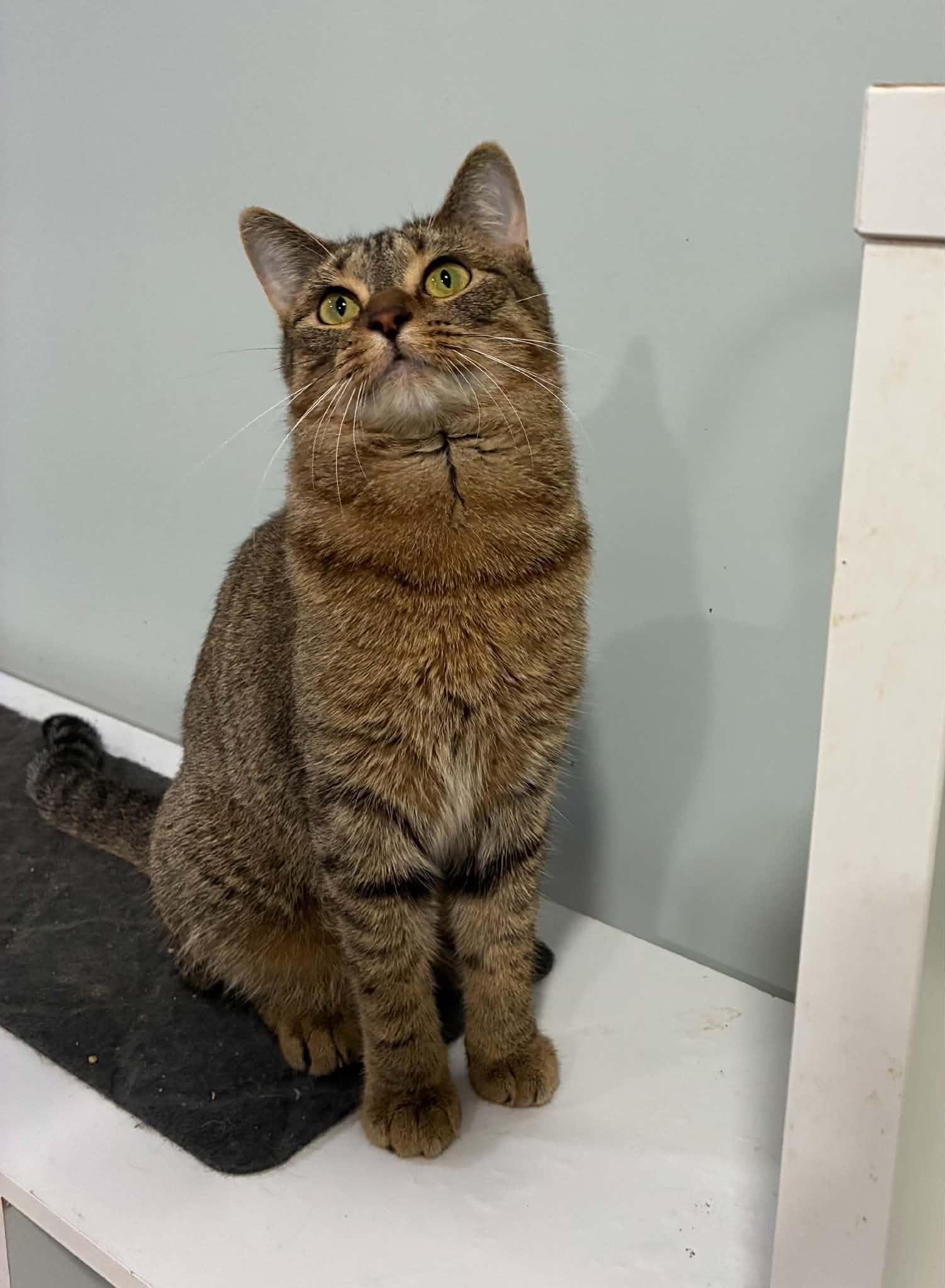Enlarge Patty, a Adoptable Domestic Short Hair in Millington, TN image 2/3
