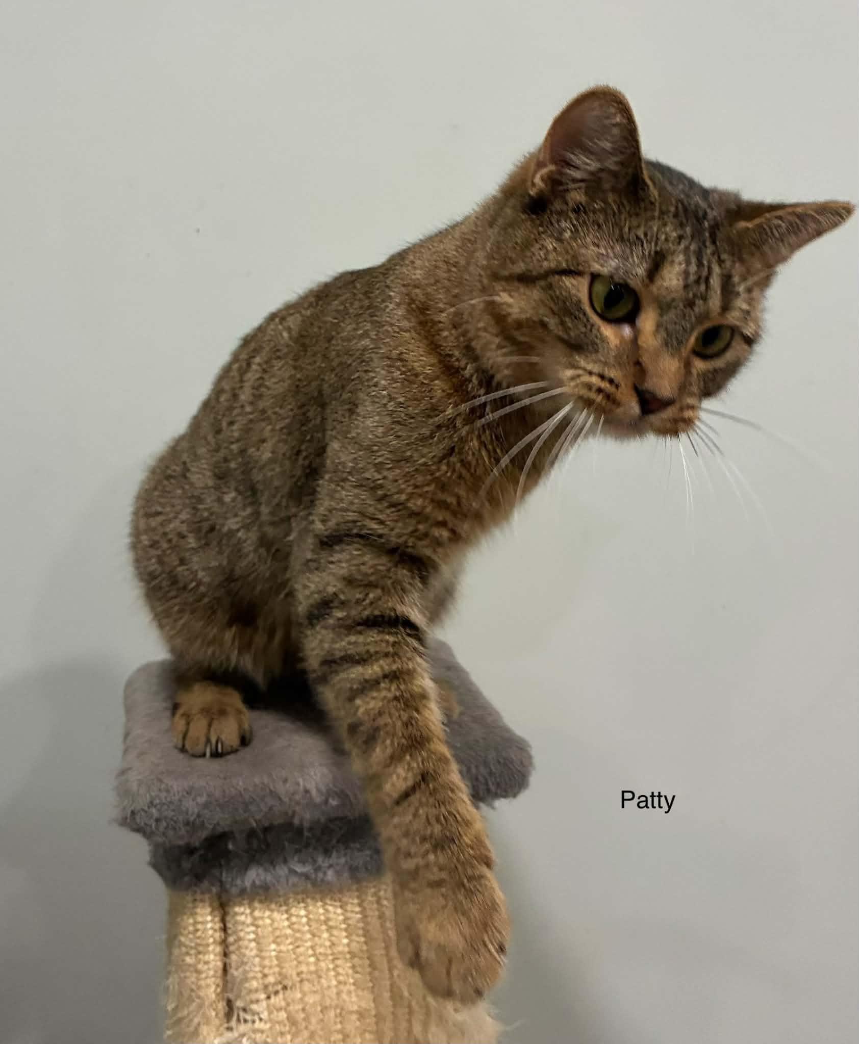 Enlarge Patty, a Adoptable Domestic Short Hair in Millington, TN image 3/3