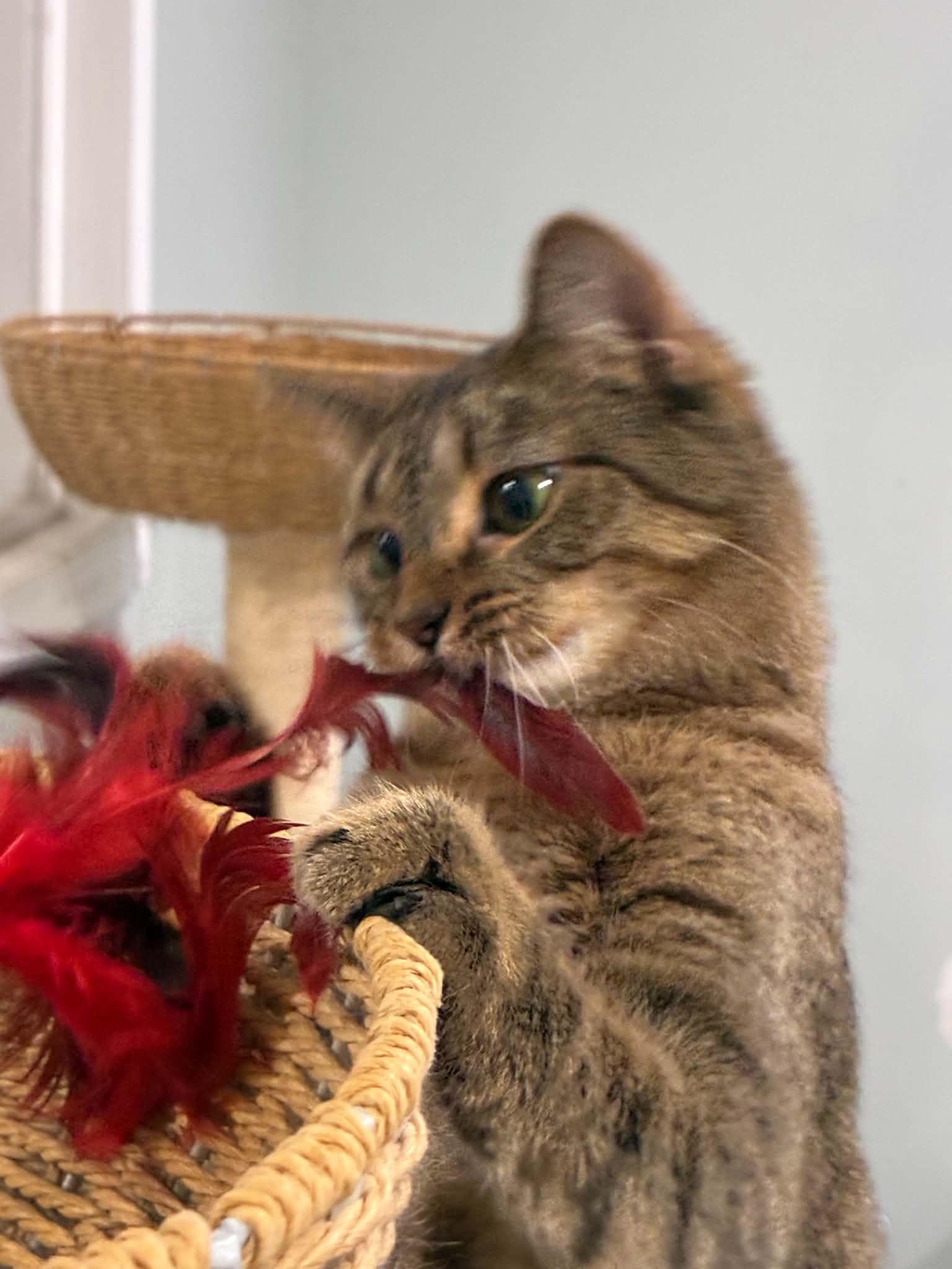Patty, Adoptable, Young Female Domestic Short Hair.