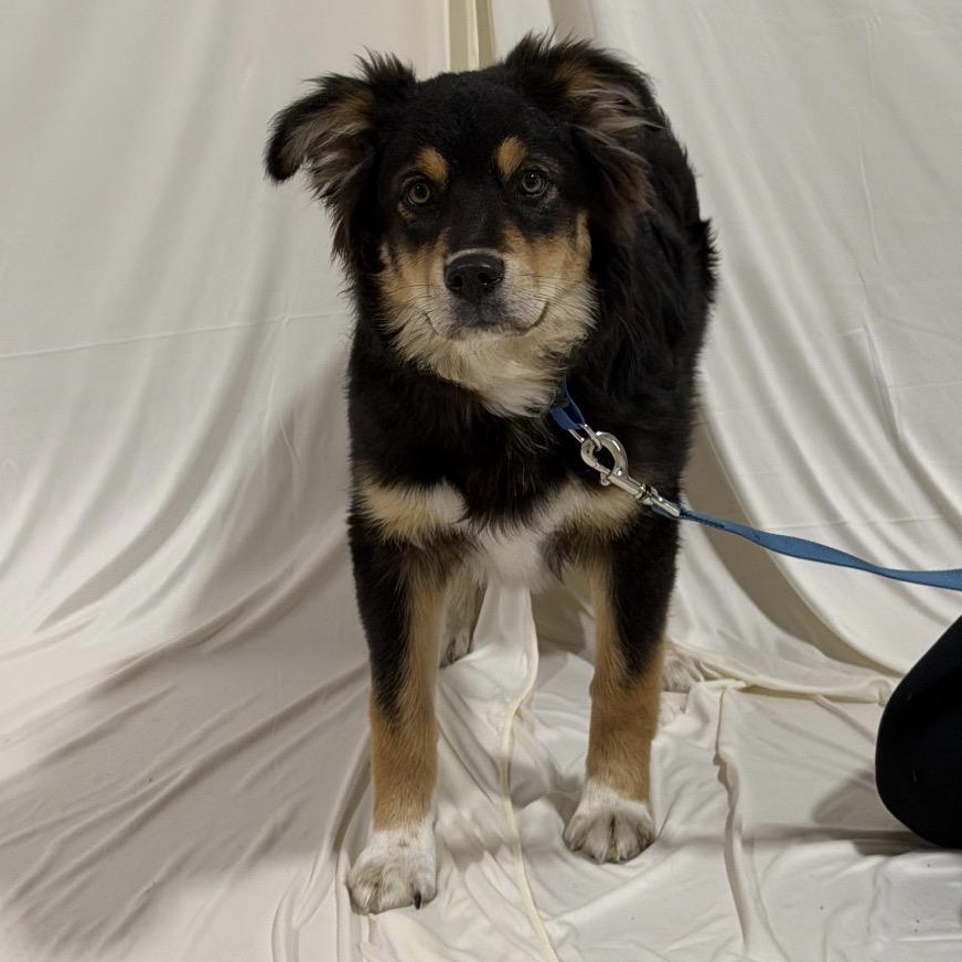 Enlarge Ramsey, a ADOPTABLE mixed breed in Pembroke, MA image 2/2