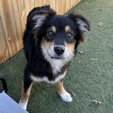 Ramsey, ADOPTABLE, Puppy Male Australian Shepherd.