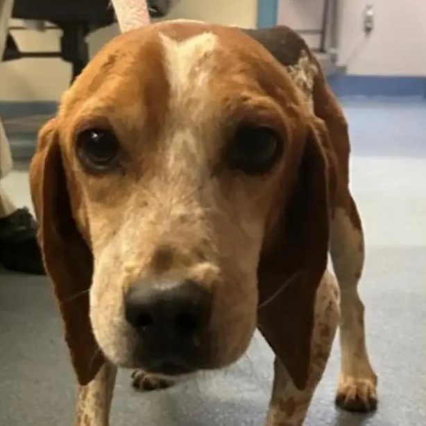 Gerald Suffolk, a Adoptable Beagle in Waldorf, MD image 2/3