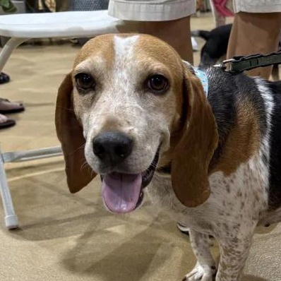 Gerald Suffolk, a Adoptable Beagle in Waldorf, MD image 1/3