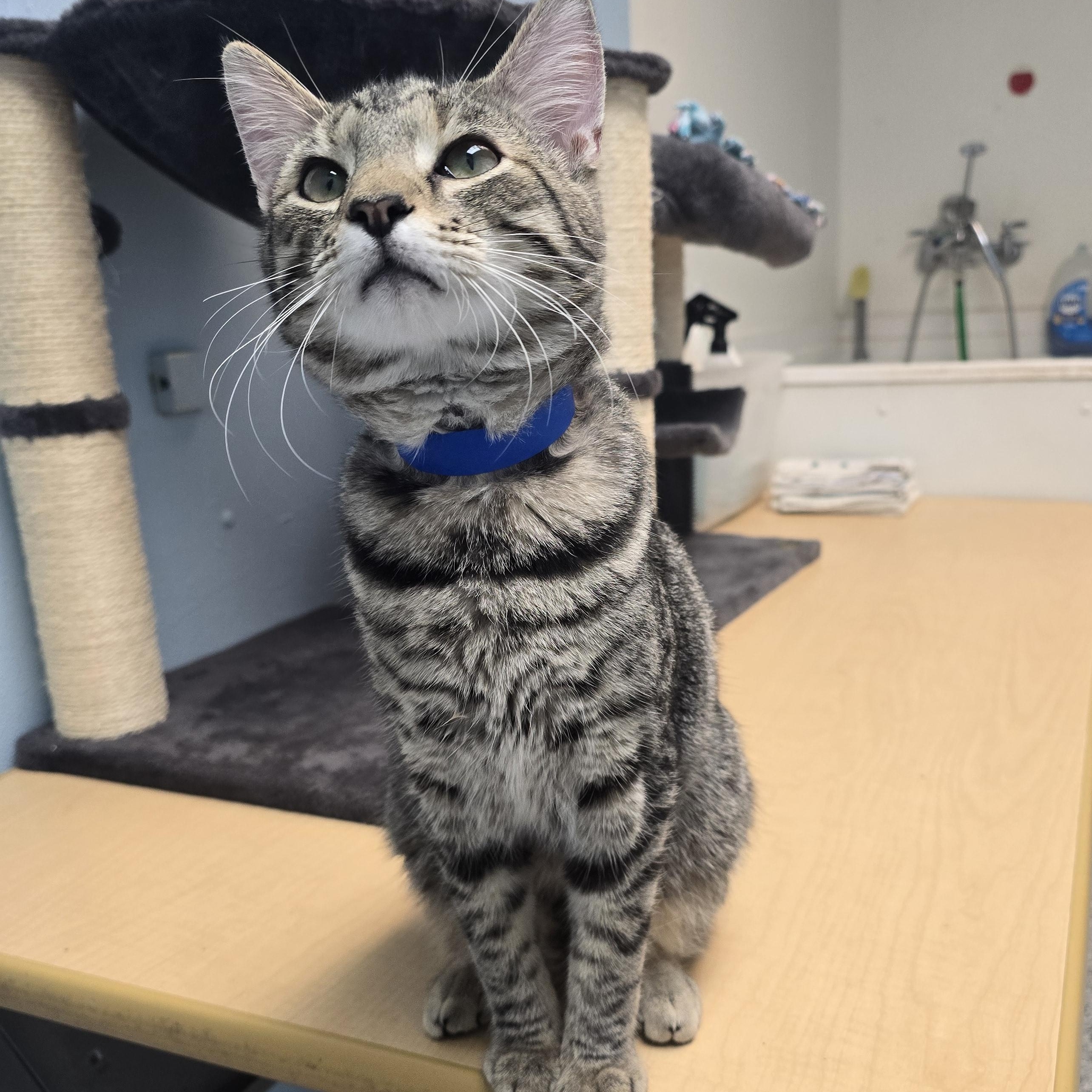 Everest, ADOPTABLE, Young Male Domestic Short Hair.